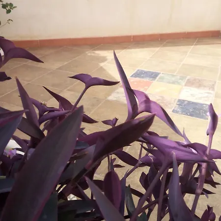 Al Centro Storico לינה וארוחת בוקר 4*